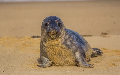 Horsey Seals