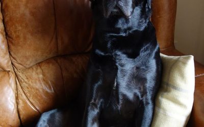 Dog-friendly? Really? What’s Yours?