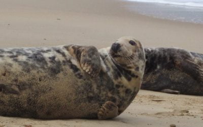 Seals at Horsey and Winterton Beaches