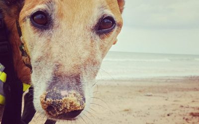 A Holiday Let Owners Thoughts