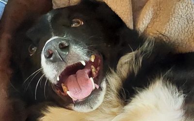 A Happy New (Discount!) Year from Pack Holidays