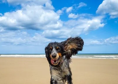 Ears in the wind!
