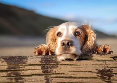 Peek a boo on the beach