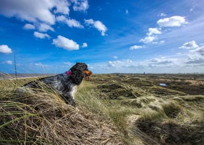 Chilling on the dunes