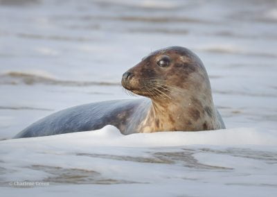 Our lovely local seals