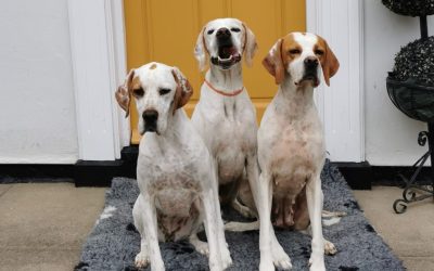 Our Fabulous Guests Holidog Blog!!