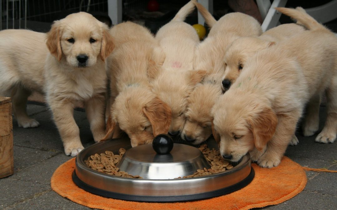 holiday cottages for 6-7 Dogs