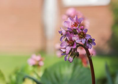 Lovely garden at Poppyland