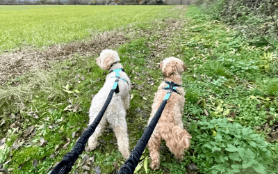 More Than Just A Walk: How we add extra fun to our outings