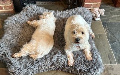 All About Our Owners