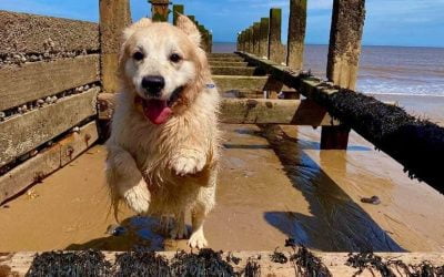 BOOK YOUR PACK HOLIDAY AHEAD OF THE GAME