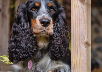 Hanging out in the secure back garden
