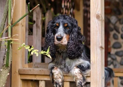 Hanging out in the secure back garden
