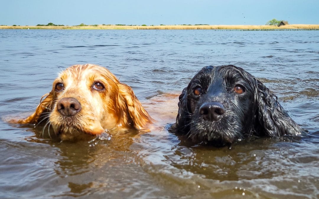 West Somerton Staithe to Martham Staithe