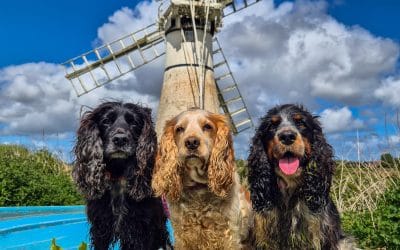 Potter Heigham / Thurne Circular Walk