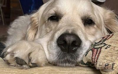 🐾 Paws & Freedom: Your Guide to Local Dog Sitting with the Pack