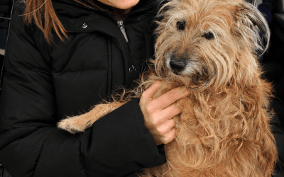 Meet the Owners: The People (and Pets) Behind Pack Holidays